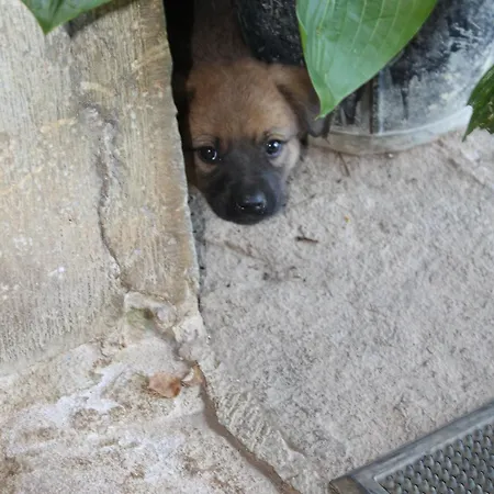 Casa rural Casona De Treviño Cosgaya
