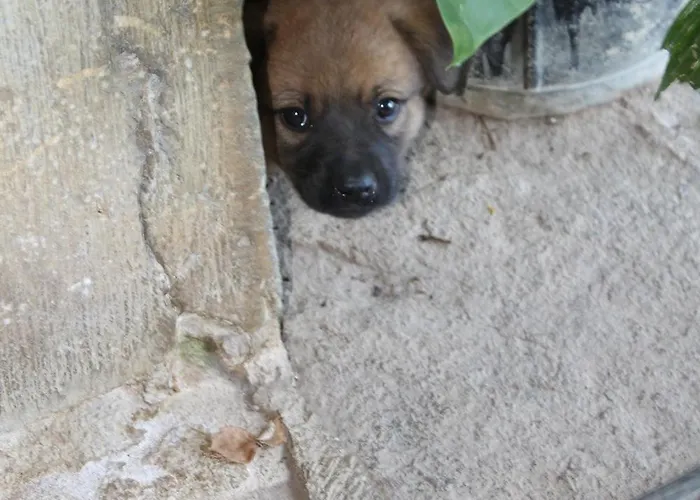 Landhuis Casona De Trevino Cosgaya